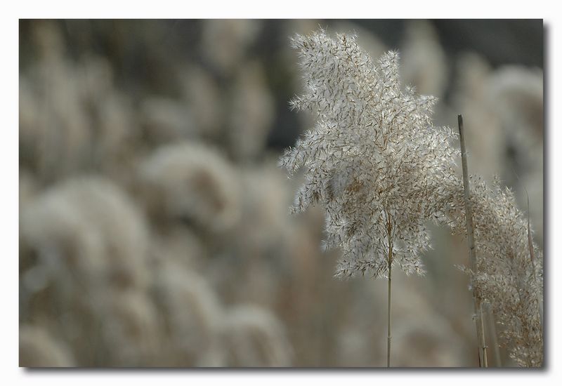 Argento d''autunno